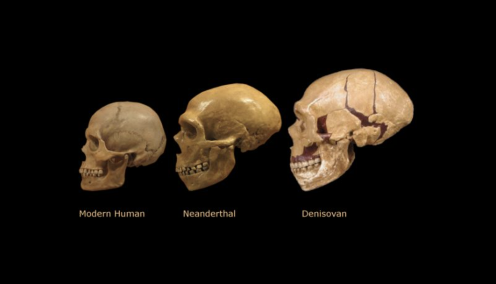 skulls of a homo sapiens, neanderthal, and denisovan side to side